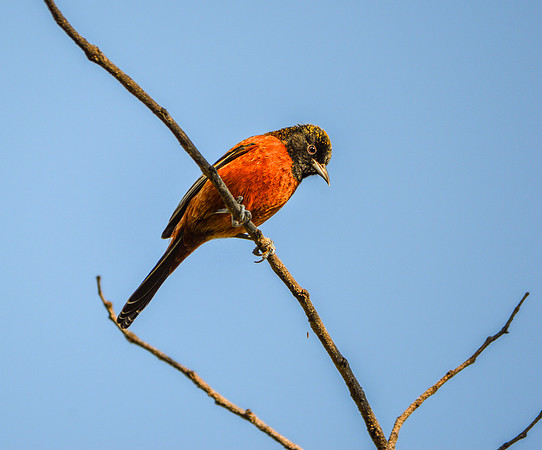 Orchard oriole, male