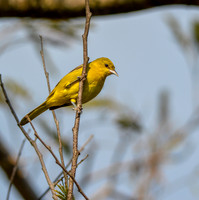 Orchard oriole, female