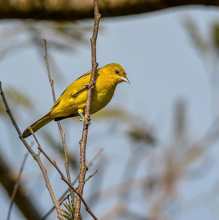Orchard oriole, female