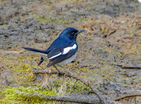 Oriental magpie robin