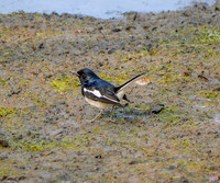 Oriental magpie robin