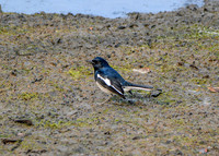 Oriental magpie robin