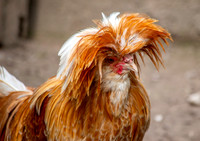 Padovana chicken