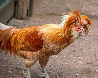 Padovana chicken