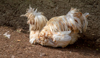 Padovana chicken