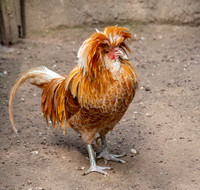 Padovana chicken
