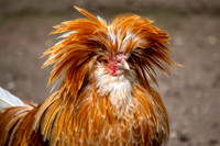 Padovana chicken