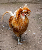 Padovana chicken