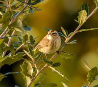 Palm warbler