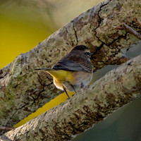 Palm warbler