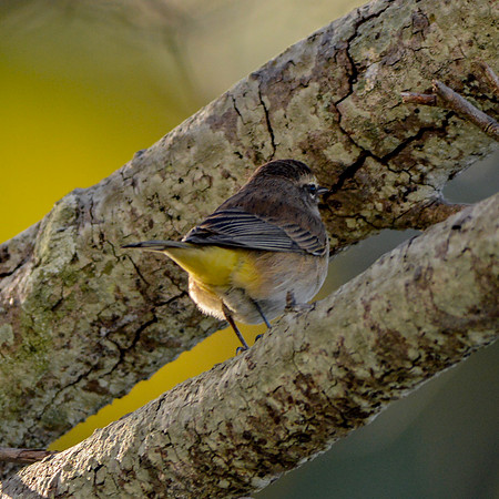 Palm warbler