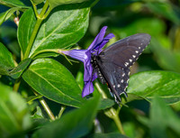 Pipevine swallowtail
