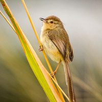 Plain prinia