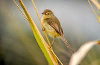Plain prinia