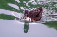 Pomeranian duck