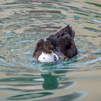 Pomeranian duck