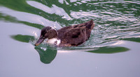 Pomeranian duck