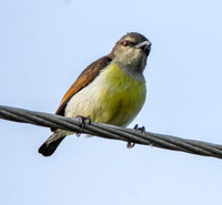 Purple rumped sunbird, female