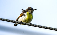 Purple rumped sunbird