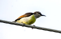Purple rumped sunbird, female