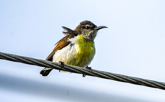 Purple rumped sunbird
