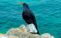 Red billed chough