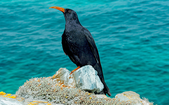 Red billed chough