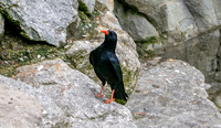 Red billed chough