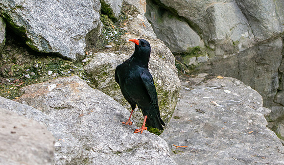 Red billed chough