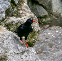 Red billed chough