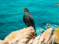 Red billed chough