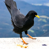 Alpine chough