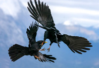 Alpine chough