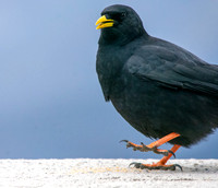 Alpine chough
