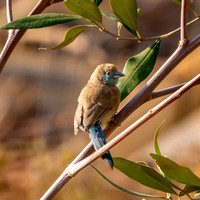Red cheeked cordonbleu