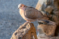 Red eyed dove