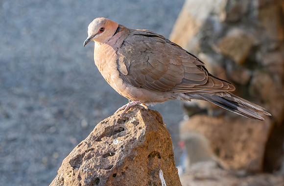 Red eyed dove