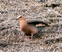 Red eyed dove