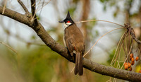 Red whiskered bulbul