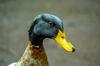 Rouen duck