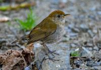 Ruddy capped nightingale thrush