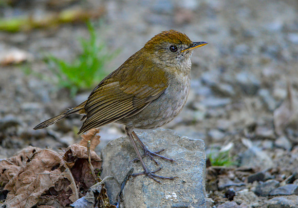 Ruddy capped nightingale thrush