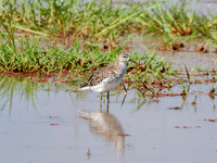 Ruff, non-breeding