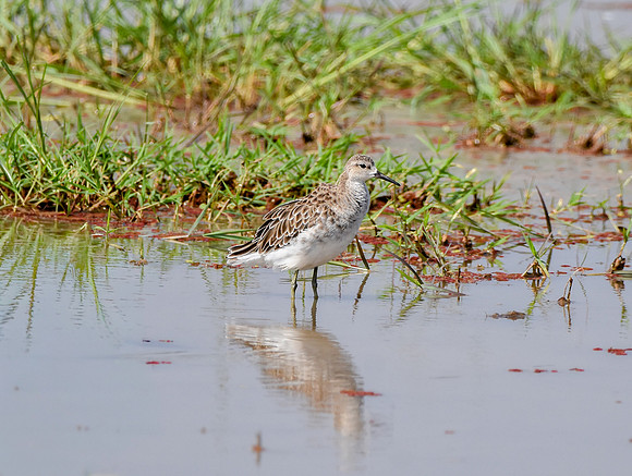 Ruff, non-breeding