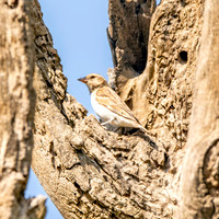 Sahel bush sparrow