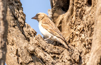 Sahel bush sparrow