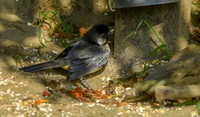 Santa Marta brush finch