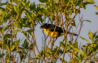 Santa Marta mountain tanager