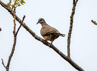 Spotted dove