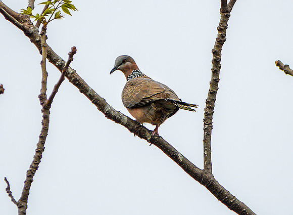Spotted dove